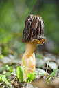 BUITEN BEELD Foto: 30833