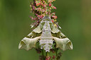 BUITEN BEELD Foto: 30865