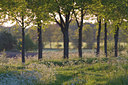 BUITEN BEELD Foto: 30896
