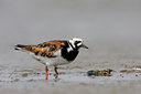 BUITEN BEELD Foto: 30920