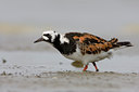 BUITEN BEELD Foto: 30921