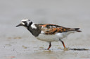 BUITEN BEELD Foto: 30923