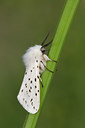BUITEN BEELD Foto: 30927