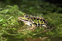 BUITEN BEELD Foto: 30937
