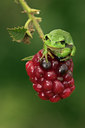 BUITEN BEELD Foto: 30942