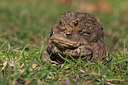 BUITEN BEELD Foto: 30946