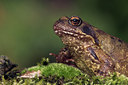 BUITEN BEELD Foto: 30949