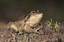 BUITEN BEELD Foto: 30959