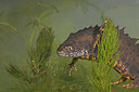 BUITEN BEELD Foto: 30985