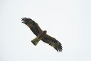 BUITEN BEELD Foto: 309024