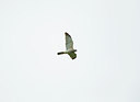 BUITEN BEELD Foto: 309025