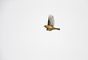 BUITEN BEELD Foto: 309047