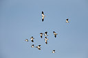 BUITEN BEELD Foto: 309049