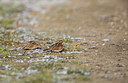 BUITEN BEELD Foto: 309051