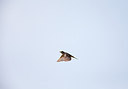 BUITEN BEELD Foto: 309066