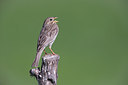 BUITEN BEELD Foto: 309071