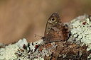 BUITEN BEELD Foto: 309086