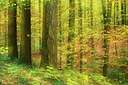 BUITEN BEELD Foto: 309123