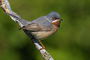 BUITEN BEELD Foto: 309173