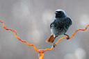 BUITEN BEELD Foto: 309187
