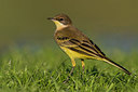 BUITEN BEELD Foto: 309199
