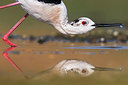 BUITEN BEELD Foto: 309208