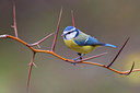BUITEN BEELD Foto: 309218