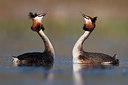 BUITEN BEELD Foto: 309232