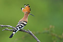 BUITEN BEELD Foto: 309261