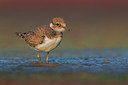 BUITEN BEELD Foto: 309271
