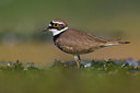 BUITEN BEELD Foto: 309274