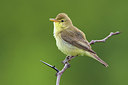 BUITEN BEELD Foto: 309283