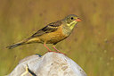 BUITEN BEELD Foto: 309307