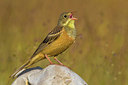 BUITEN BEELD Foto: 309308