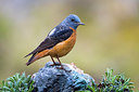 BUITEN BEELD Foto: 309323