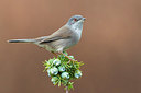 BUITEN BEELD Foto: 309339