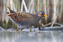 BUITEN BEELD Foto: 309347