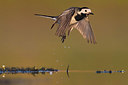 BUITEN BEELD Foto: 309366