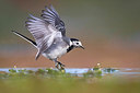 BUITEN BEELD Foto: 309369