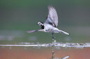 BUITEN BEELD Foto: 309373