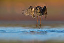 BUITEN BEELD Foto: 309398