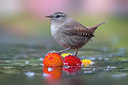 BUITEN BEELD Foto: 309410