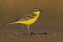 BUITEN BEELD Foto: 309414