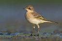 BUITEN BEELD Foto: 309417