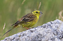 BUITEN BEELD Foto: 309422