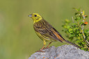 BUITEN BEELD Foto: 309426