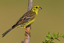 BUITEN BEELD Foto: 309428