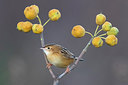 BUITEN BEELD Foto: 309437