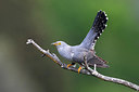 BUITEN BEELD Foto: 309441