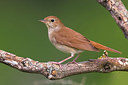 BUITEN BEELD Foto: 309444